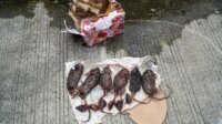 Kantor Redaksi Tempo di Teror Bangkai Tikus